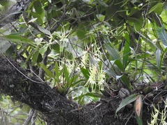 Brassia verrucosa