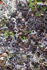 Masonhalea richardsonii