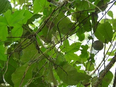 Passiflora adenopoda