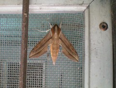 Hippotion boerhaviae