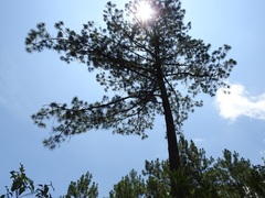 Pinus maximinoi