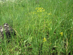 Bupleurum scorzonerifolium