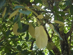 Quercus calophylla