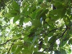 Quercus × dysophylla