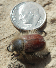 Paracotalpa granicollis