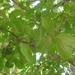 Quercus glaucescens - Photo (c) Neptalí Ramírez Marcial, some rights reserved (CC BY-NC)