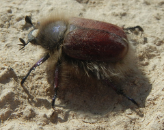 Paracotalpa granicollis