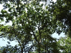 Quercus glaucescens