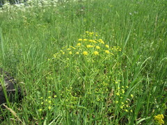 Bupleurum scorzonerifolium