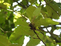 Quercus peduncularis