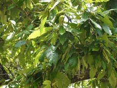 Quercus vicentensis