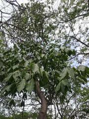 Gyrocarpus jatrophifolius