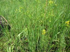 Bupleurum scorzonerifolium