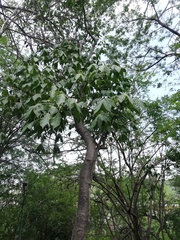 Gyrocarpus jatrophifolius