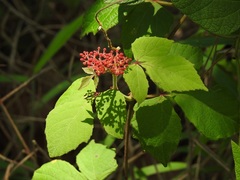 Cissus microcarpa
