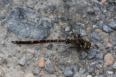 Dendroaeschna conspersa