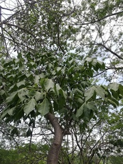 Gyrocarpus jatrophifolius