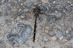 Dendroaeschna conspersa