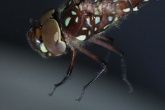 Dendroaeschna conspersa