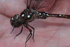 Dendroaeschna conspersa