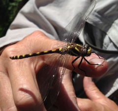 Cordulegaster dorsalis