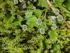 Marchantia polymorpha montivagans