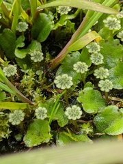 Marchantia polymorpha montivagans