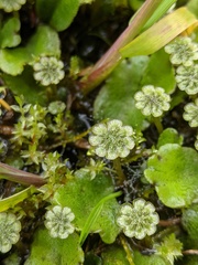 Marchantia polymorpha montivagans
