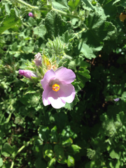 Malacothamnus lucianus