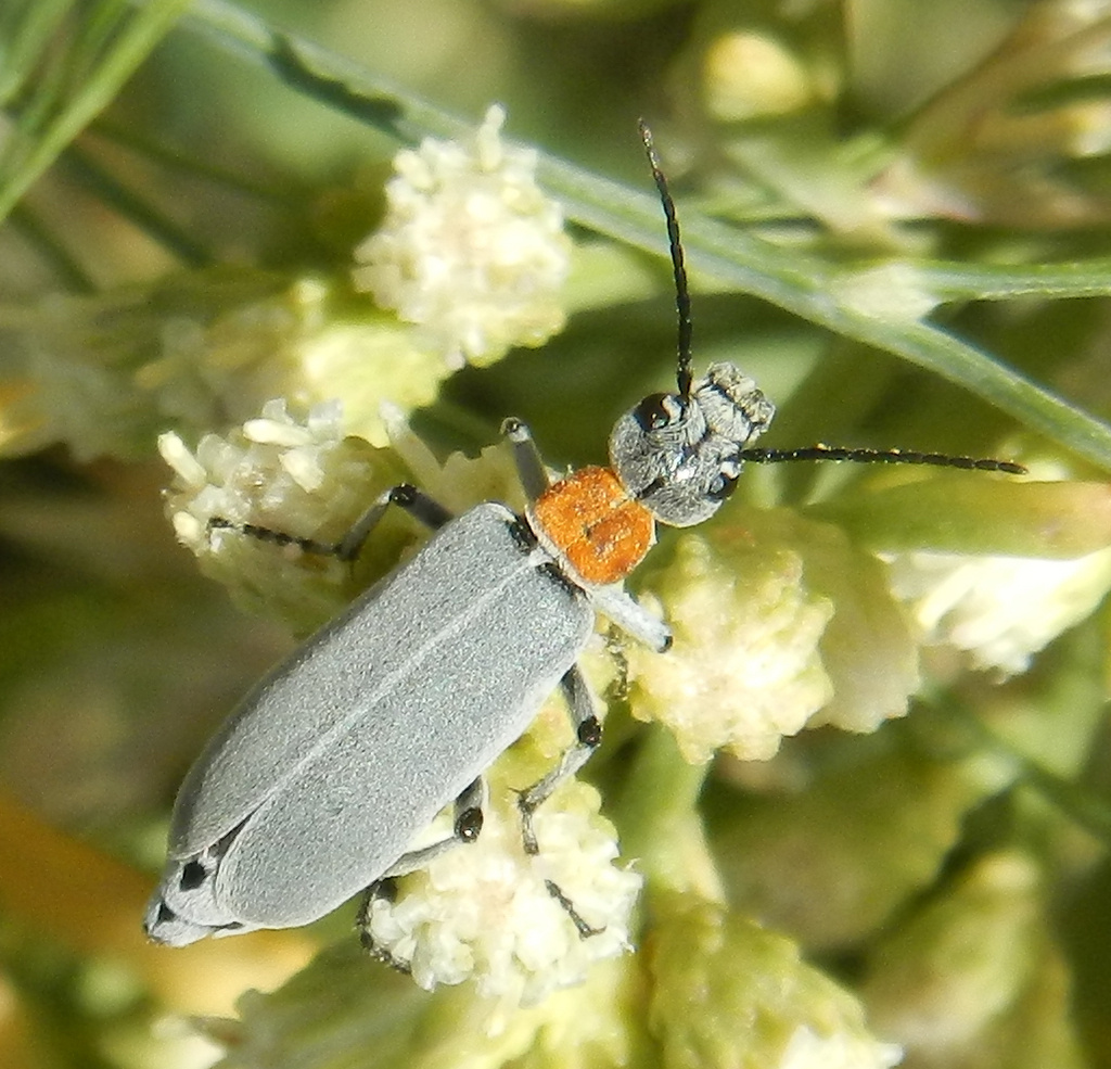 Orange-necked Blister Beetle