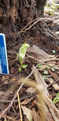 Pterostylis robusta