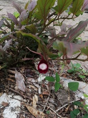 Aristolochia nelsonii