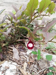 Aristolochia nelsonii
