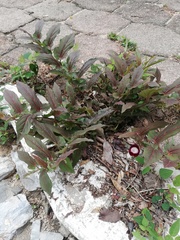 Aristolochia nelsonii