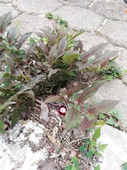 Aristolochia nelsonii