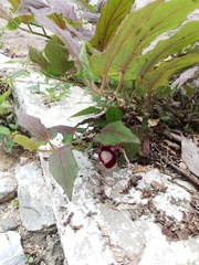 Aristolochia nelsonii