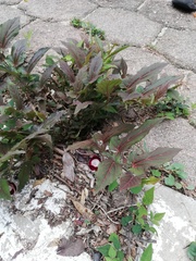 Aristolochia nelsonii