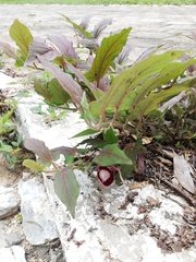 Aristolochia nelsonii