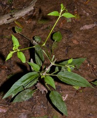 Lysimachia radicans