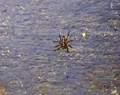 Araneae