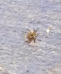 Araneae
