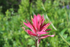 Castilleja parviflora