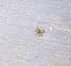 Araneae