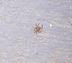 Araneae