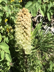 Campanula thyrsoides