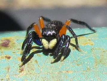 Jumping Spiders: The Care & Keeping of 8-legged Cats - Chasing Bugs