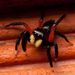 Contrasting Jumping Spider - Photo (c) Marc Dufour, some rights reserved (CC BY-NC)