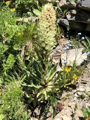 Campanula thyrsoides