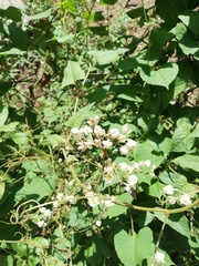Antigonon flavescens