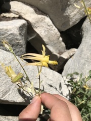 Aquilegia pubescens